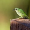 Kvetomil azurovy - Cyanerpes lucidus - Shining Honeycreeper o3969